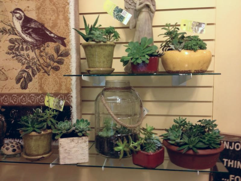 Succulents