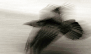 Soaring-photographer-Barbara-P-Mueller