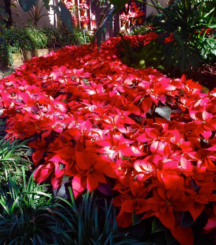 PoinsettiaDisplay2014