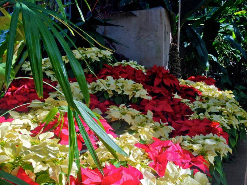 2014 Poinsettia Display