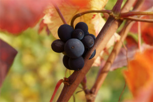 health-benefits-of-wine/
