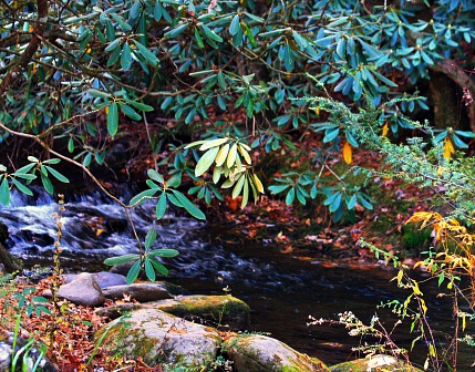 A gentle woodland stream