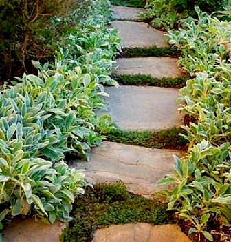 Stepping stones winding through a garden