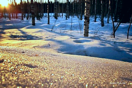 Sparkling snow in early rays of a new dawn