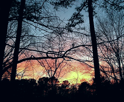 Brilliant sunset through pines and against a darkened sky