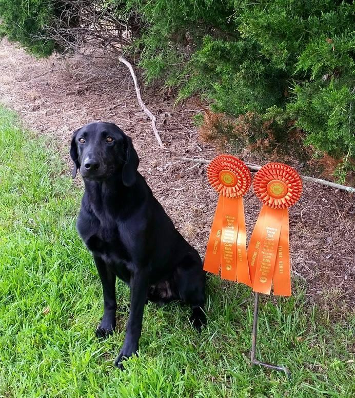 Retriever Results - What's News - Hunting Tests - July 5, 2016