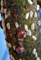 Scale insects can damage and weaken trees and shrubs