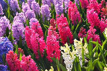 Get your landscape ready for spring!