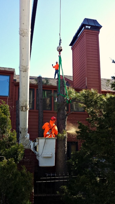 A crane was needed to help remove 3 Ponderosa pines located too close to a condominium 
