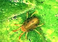 protect your trees and shrubs from damaging spider mites