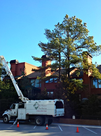Arbor Masters of Tulsa tackles a difficult removal of 3 Ponderosa pines
