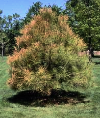 Winter Damaged Pine Tree