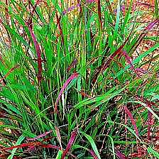 Shenandoah Grass