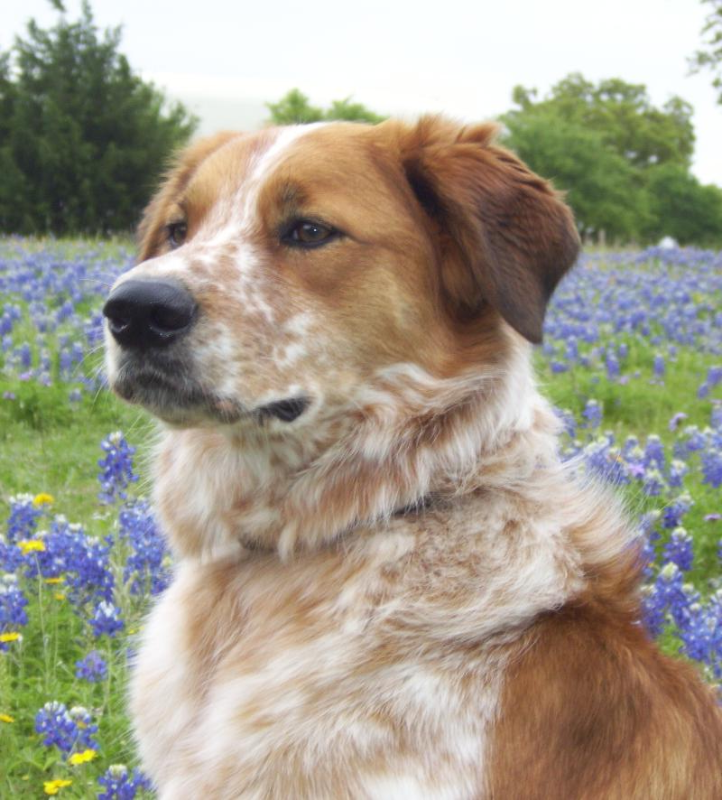 Levi in Bluebonnets