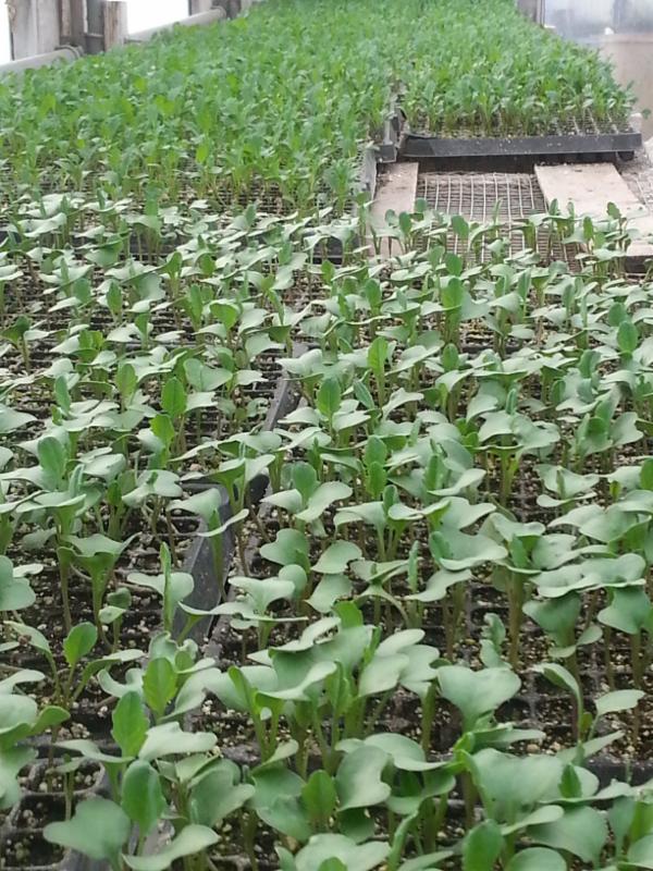 Green House In February