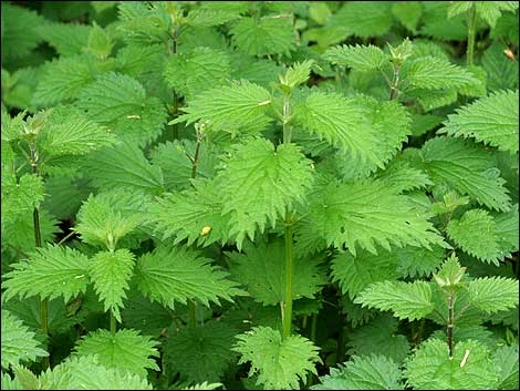 Spring Nettle