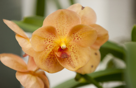 orchid show
