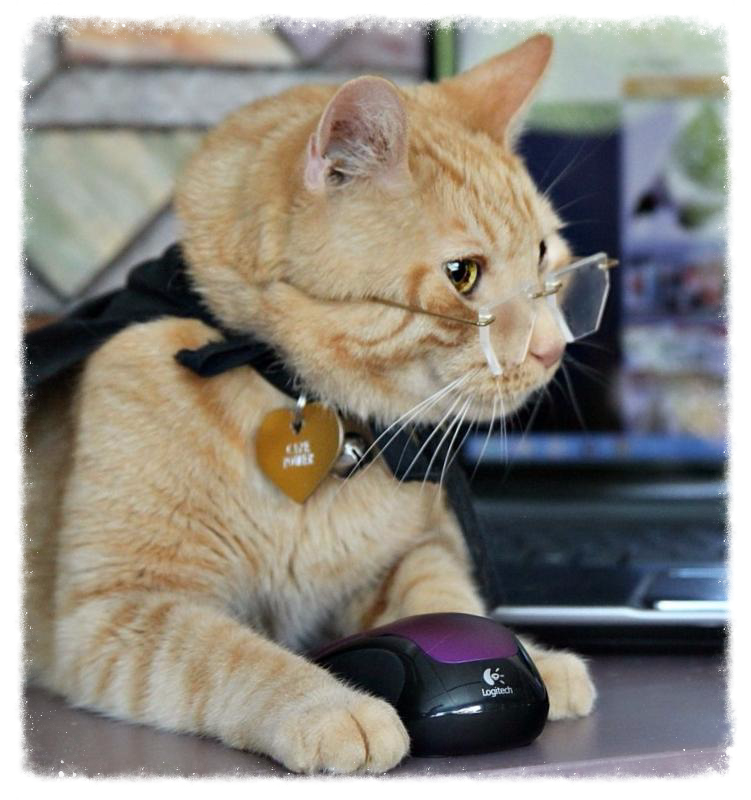 Mighty Lou Memorial Fund