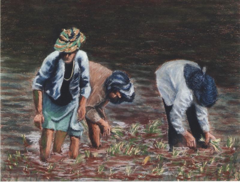 Indonesian Rice Farmers by Dan Brown
