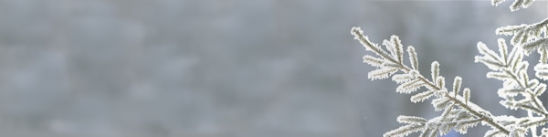 icy-branch-header.jpg