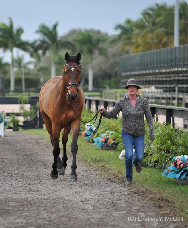 Ozzy Cooper jogs at the Adequan Global dressage Festival CPEDI3*, ridden by Angela Peavy, owned by Rebecca Reno. Photo (c) Lindsay Y. McCall