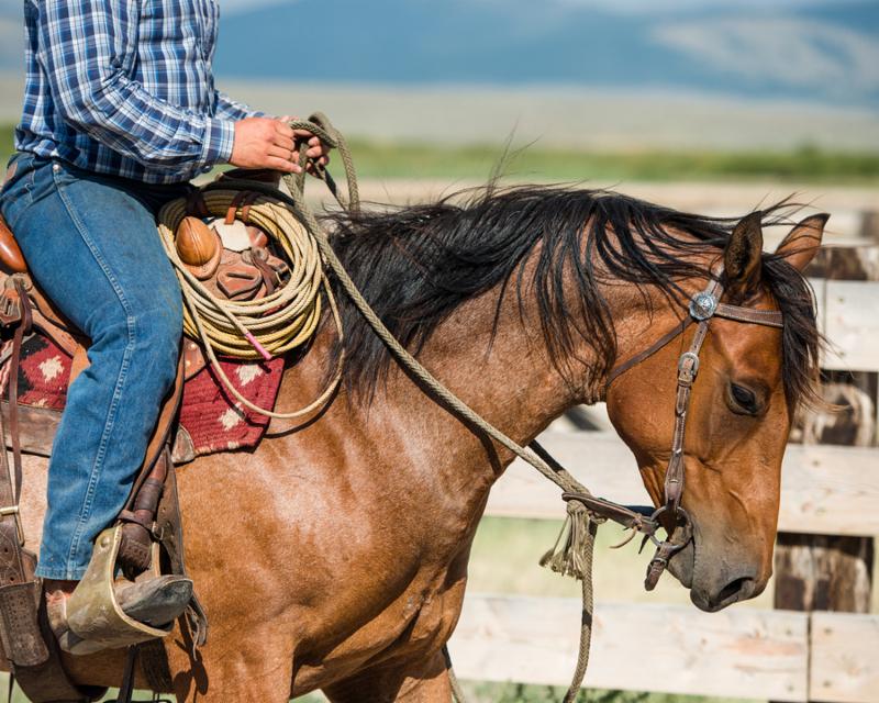 Cowboy riding his horse on a loose rein.
