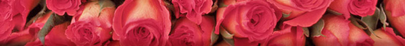 roses-banner.jpg