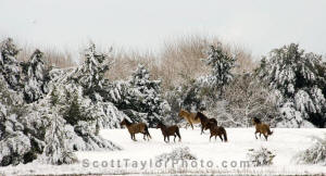 Scott Taylor