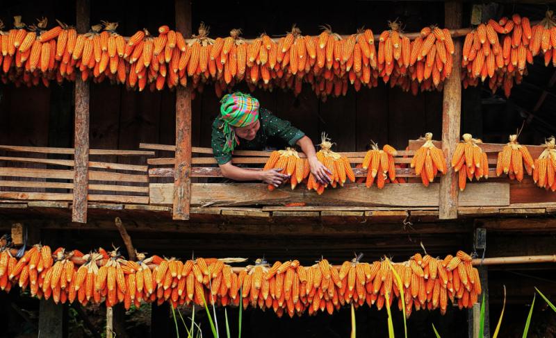 Corn Vietnam