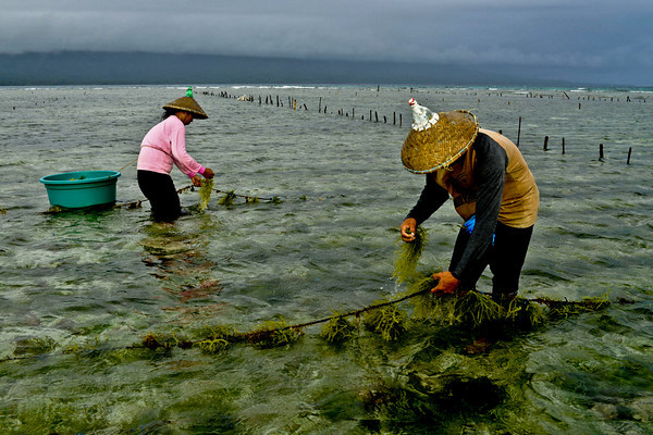 Philippines Seaweed