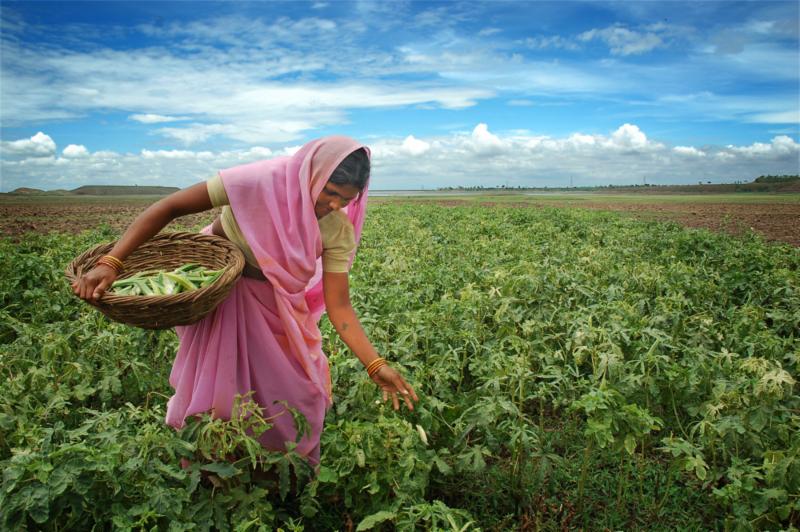 Vegetable Field by Chetan Soni. India. A farmer plucks okra in her field