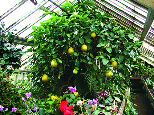 Growing The American Wonder Lemon