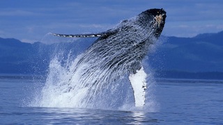Humpback Whales in IMAX