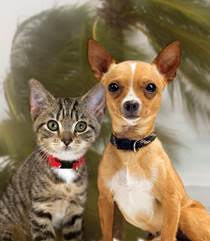 Photo of cat and dog sitting next to each other