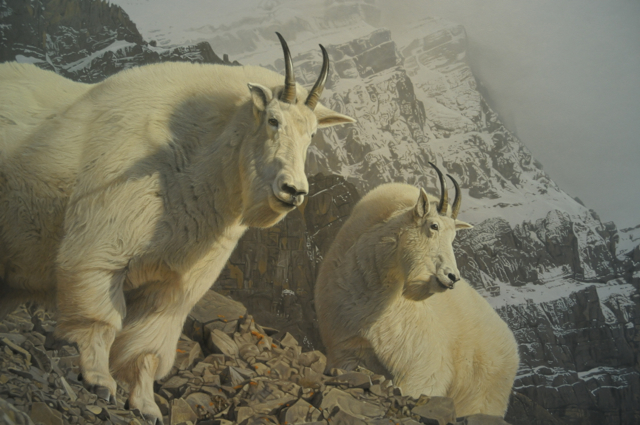 Goats by Daniel Smith