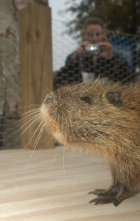 Pierre Shadeaux, the Cajun Groundhog 