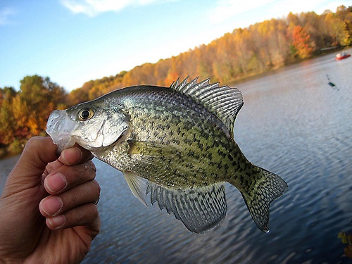 Crappie Fish 