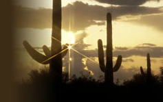 cactus-scene-header2.jpg