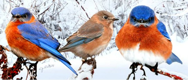 Bluebirds in Snow