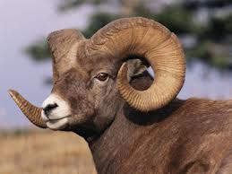 Ram