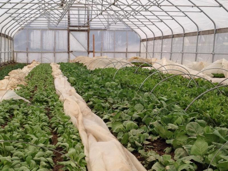 Greenhouse