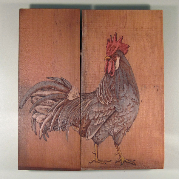 Ancona Rooster; Photo: Matt Pedersen