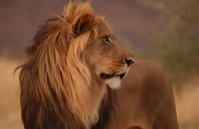 lion-profile.jpg