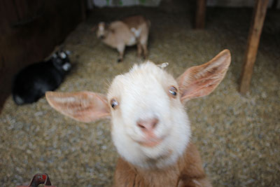 Happy goat